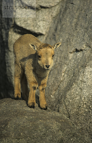 Mähnenspringer oder Mähnenschaf (Ammotragus lervia)  Lamm steht auf Felsen