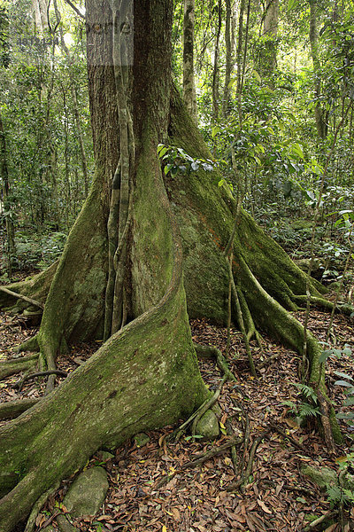 Black Booyong (Argyrodendron actinophyllum)  Stamm mit Brettwurzeln  im Regenwaldgebiet  Lamington National Park  Queensland  Australien