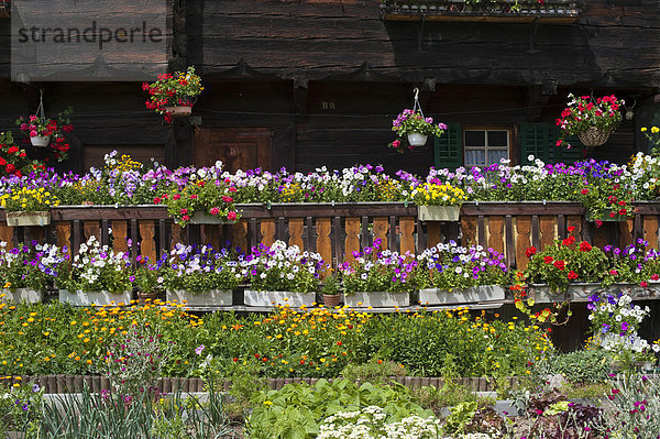 Bauerngarten vor Walliser Renaissance Haus  Geschinen  Kanton Wallis  Schweiz  Europa Kanton Wallis