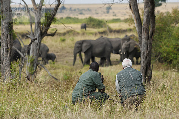 Tourist und Ranger beobachten eine Elefantenherde in der Serengeti  Safari  Tansania  Afrika