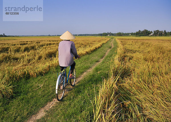 Arbeiter auf Rad fährt durch Reisfelder  Hoi An  Vietnam  Südostasien