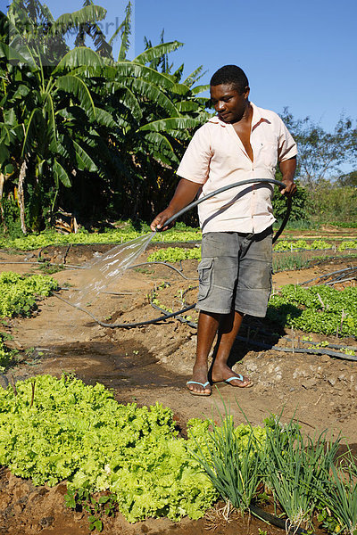 Kleinbauer bewässert Kräutergarten  Salat und Zwiebel  Araripina  Bundesstaat Pernambuco  Brasilien  Südamerika