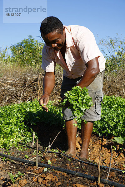 Kleinbauer im Kräutergarten  Salat  Araripina  Bundesstaat Pernambuco  Brasilien  Südamerika