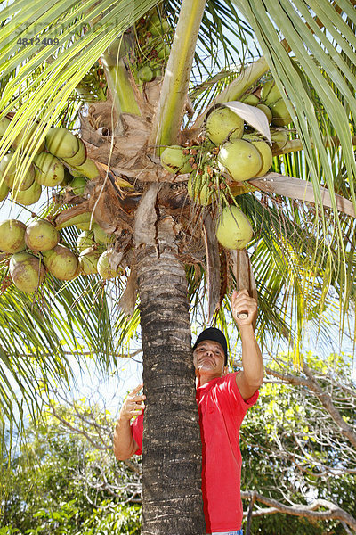 Kleinbauer erntet Kokosnüsse  Beschäftigungsinitiative für Alkoholkranke  Crato  Bundesstaat Pernambuco  Brasilien  Südamerika