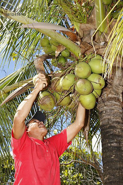 Kleinbauer erntet Kokosnüsse  Beschäftigungsinitiative für Alkoholkranke  Crato  Bundesstaat Pernambuco  Brasilien  Südamerika