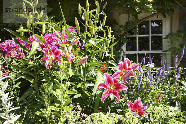 Ferien-Cottage  Mille Fleurs Garden  Gartenlandschaft  St. Peter's  Guernsey  Kanalinseln  Europa