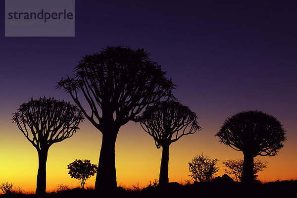 Köcherbaumwald bei Sonnenuntergang  Keetmanshoop  Namibia  Afrika
