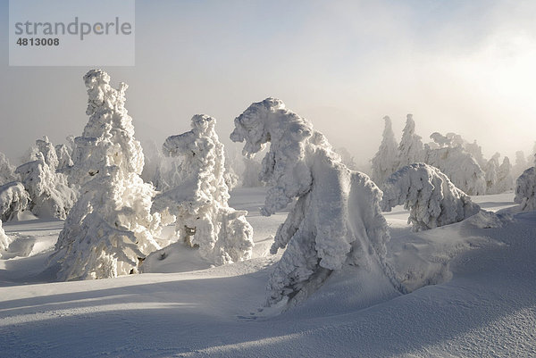 Verschneite Fichten im Nebel und Dunst auf dem Brocken  Sachsen-Anhalt  Deutschland  Europa