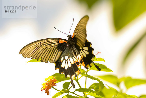 Großer Mormone (Papilio memnon)  Taiwan  Asien