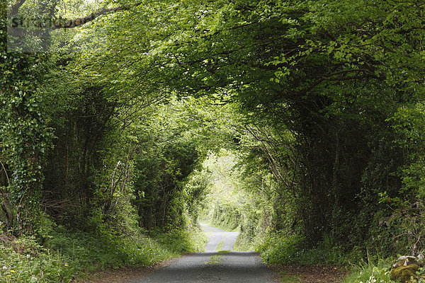Kleine Landstraße durch Wald  Burren  County Clare  Republik Irland  Europa