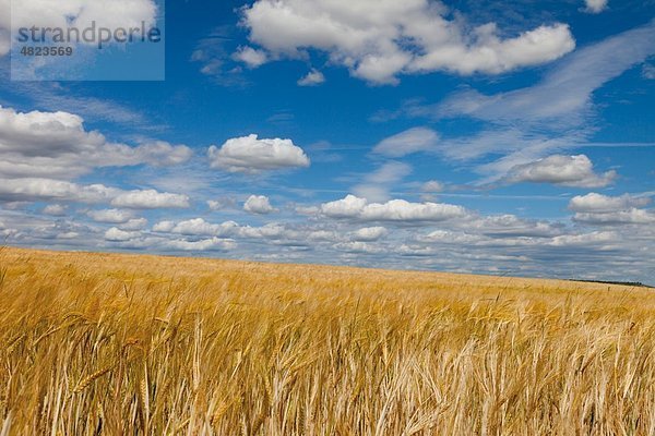 Europa  Deutschland  Hessen  Blick auf das Maisfeld