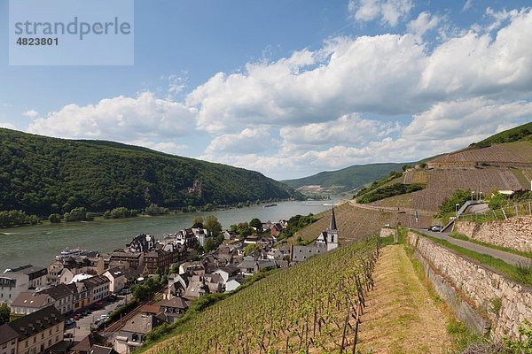 Europa  Deutschland  Rheinland-Pfalz  Blick auf Weinberg mit Burg und Assmannshausen im Hintergrund