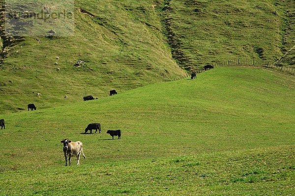 Neuseeland  Nordinsel  Schafe weiden auf Grasland