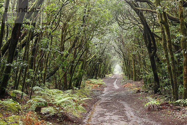 Spanien  Kanarische Inseln  La Gomera  Blick auf den Lorbeerwald