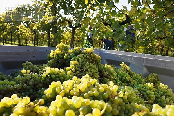 Österreich  Niederösterreich  Mostviertel  Wachau  Arnsdorf  Weinlese im Weinberg