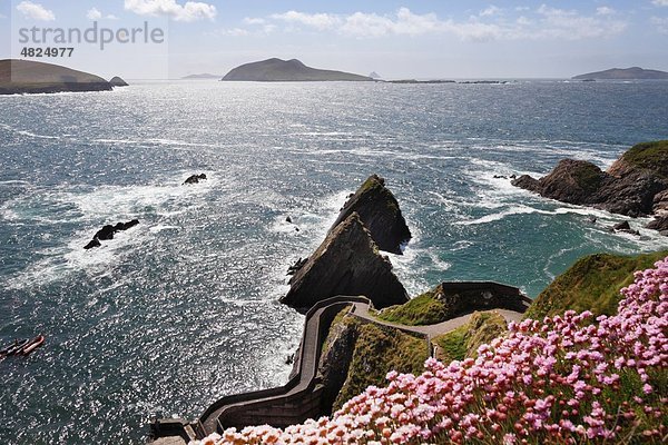 Irland  County Kerry  Dingle Peninsula  Blick auf Dunmore Head und Blasket Inseln