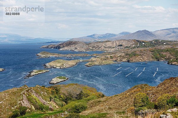 Irland  Cork  Blick auf die Beara-Halbinsel mit Cleanderry-Hafen