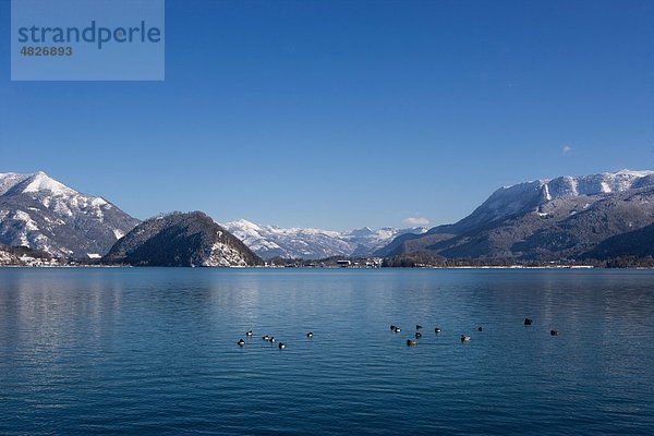 Österreich  Salzkammergut  Vogelschwimmen im Wolfgangsee mit Bergen