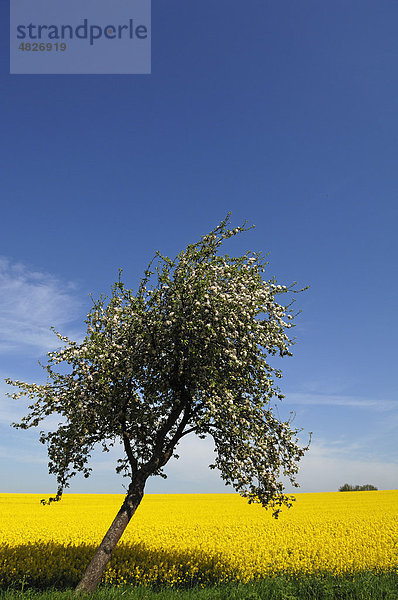Blühender Apfelbaum (Malus)  hinten blühendes Rapsfeld (Brassica napus) mit blauen Himmel  Demern  Mecklenburg-Vorpommern  Deutschland  Europa