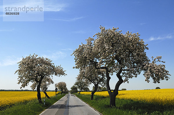 Blühende Apfelbäume (Prunus) an einer Landstraße  links und rechts blühende Rapsfelder (Brassica napus) gegen blauen Himmel  Demern  Mecklenburg-Vorpommern  Deutschland  Europa