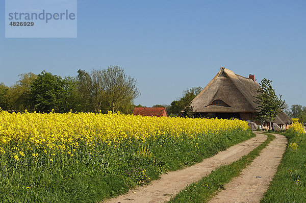 Altes  reetgedecktes Bauernhaus mit Feldweg  links blühendes Rapsfeld (Brassica napus) gegen blauen Himmel  Othenstorf  Mecklenburg-Vorpommern  Deutschland  Europa