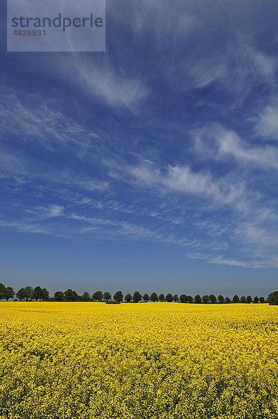 Großes blühendes Rapsfeld (Brassica napus)  hinten eine Lindenallee (Tilia platyphyllos)  Rhena  Mecklenburg-Vorpommern  Deutschland  Europa