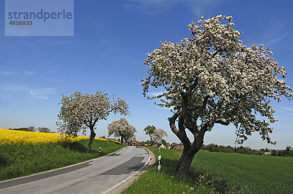 Blühende Apfelbäume (Prunus) an einer Landstraße  links und rechts blühende Rapsfelder (Brassica napus) gegen blauen Himmel  Demern  Mecklenburg-Vorpommern  Deutschland  Europa