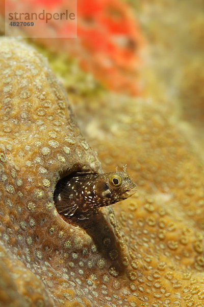 Gebänderter Hechtschleimfisch (Acanthemblemaria maria)  schaut aus Unterschlupf in Steinkoralle  Saint Lucia  St. Lucia  Insel  Inseln unter dem Wind  Kleine Antillen  Karibik  Karibisches Meer