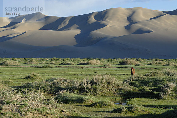 Mongolisches Pferd steht in saftig grüner Graslandschaft vor den großen Sandünen Khorgoryn Els in der Wüste Gobi  Gurvan Saikhan Nationalpark  Ömnögov Aimak  Mongolei  Asien