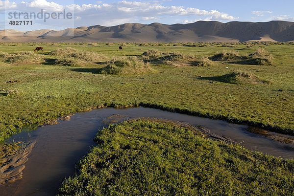 Kleiner frischer Flusslauf mäandert durch saftig grüne Graslandschaft vor den großen Sanddünen Khorgoryn Els in der Wüste Gobi  Gurvan Saikhan Nationalpark  Ömnögov Aimak  Mongolei  Asien