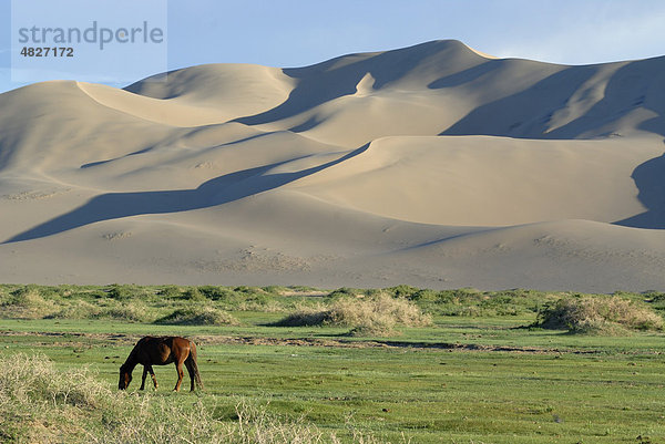 Mongolisches Pferd steht in saftig grüner Graslandschaft vor den großen Sanddünen Khorgoryn Els in der Wüste Gobi  Gurvan Saikhan Nationalpark  Ömnögov Aimak  Mongolei  Asien