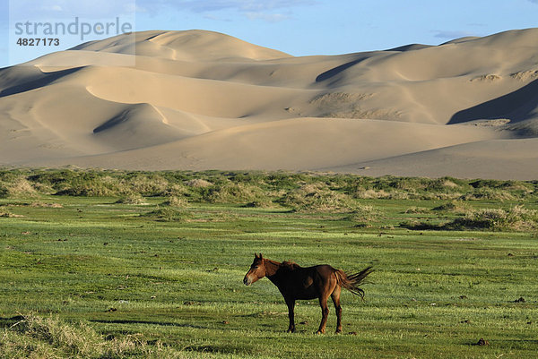 Mongolisches Pferd steht in saftig grüner Graslandschaft vor den großen Sanddünen Khorgoryn Els in der Wüste Gobi  Gurvan Saikhan Nationalpark  Ömnögov Aimak  Mongolei  Asien