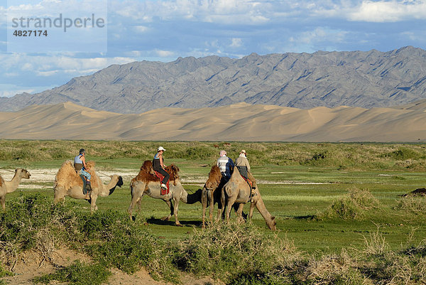 Touristen auf Kamelen stoppen zum Tränken der Kamele an kleinem frischen Flusslauf der durch saftig grüne Graslandschaft vor den großen Sanddünen Khorgoryn Els in der Wüste Gobi mäandert  Gurvan Saikhan Nationalpark  Ömnögov Aimak  Mongolei  Asien