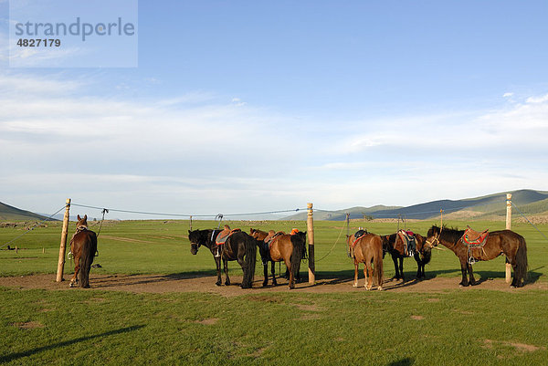 Mongolische Pferde stehen angebunden im Grasland  Orkhon Khürkhree  Kharkhorin  Övörkhangai Aimak  Mongolei  Asien
