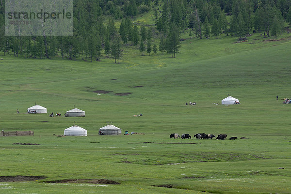 Mongolisches Sommerlager der Nomaden mit Yak Tierherde  Rundzelten  Ger  Jurte in saftig grüner Graslandschaft in der Nähe des Khuisiin Naiman Nuur Nature Reserve  Uyanga  Övörkhangai Aimak  Mongolei  Asien