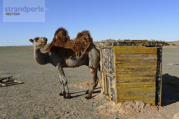 Mongolisches Kamel (Camelus bactrianus)  steht und wartet an einem Trockentoilettenhaus einfacher Bauweise  Wüste Gobi  Bayanzag  Gurvan Saikhan National Park  Ömnögov Aimak  Mongolei  Asien