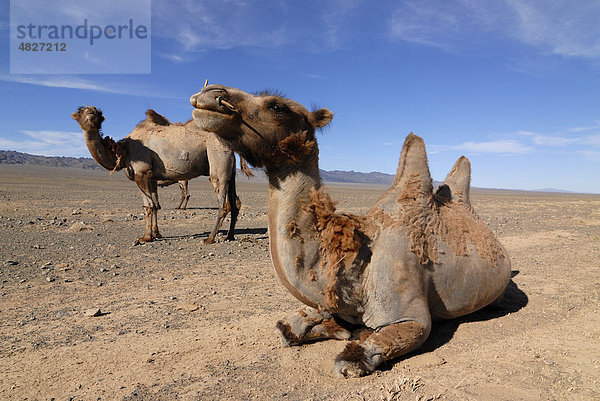 Mongolische Kamele (Camelus ferus)  sitzend und stehend in der Wüste Gobi  Gurvan Saikhan Nationalpark  Ömnögov Aimak  Mongolei  Asien
