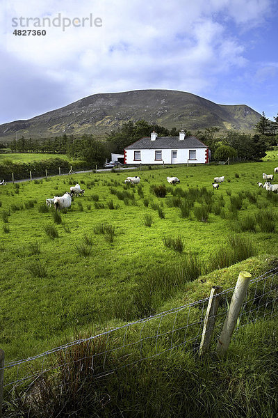 Cottage und Schafe  Corraun Hill  Achill  County Mayo  Irland  Europa