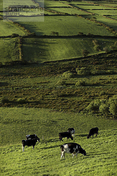 Kühe auf der Weide  County Kerry  Irland  Europa