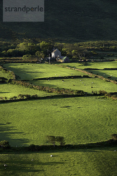 Cottage  Ackerland in der Nähe von Dingle  County Kerry  Irland  Europa