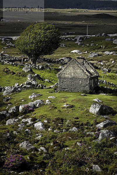 Ruine eines Steinhauses  Connemara  County Galway  Republik Irland  Europa