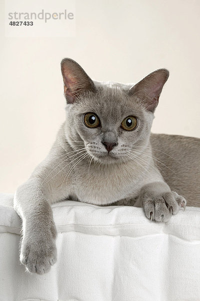 Liegende lilac farbene Burma-Katze