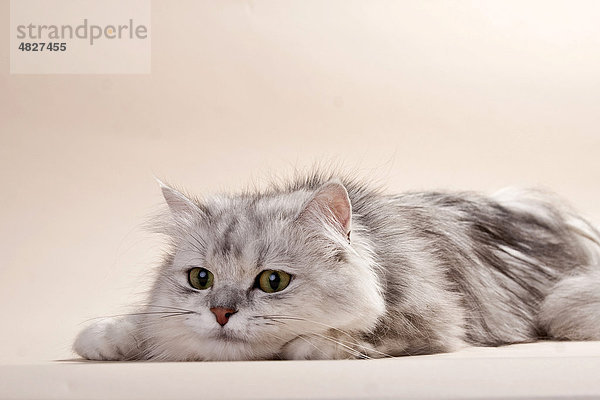 Liegende silver-shaded Britisch Langhaar Katze