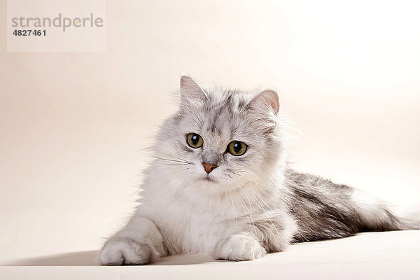 Liegende silver-shaded Britisch Langhaar Katze