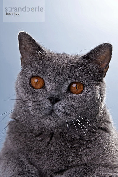 Blaue Britisch Kurzhaar Katze  Portrait