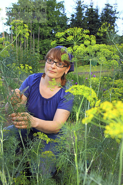 Junge Frau bei der Gartenarbeit in einem Bio-Hausgarten blickt durch die gelben Dolden von Dill und schneidet Dill