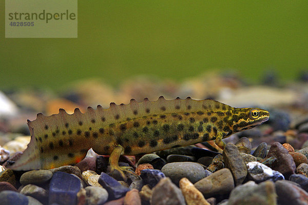 Teichmolch (Lissotriton vulgaris)  Männchen in Wassertracht