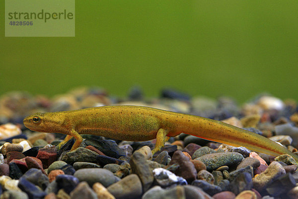 Teichmolch (Lissotriton vulgaris)  Weibchen