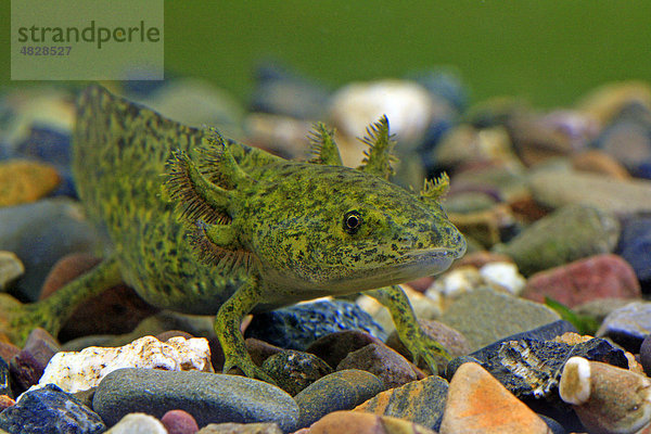 Axolotl (Ambystoma mexicanum)