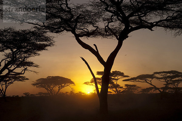Sonnenuntergang in einem Akazienwald in Ndutu  Ngorongoro  Tansania  Afrika